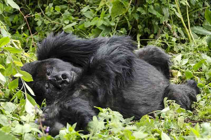 Gorila - selva de Virunga - parque nacional de los Volcanes - Ruanda 05.jpg